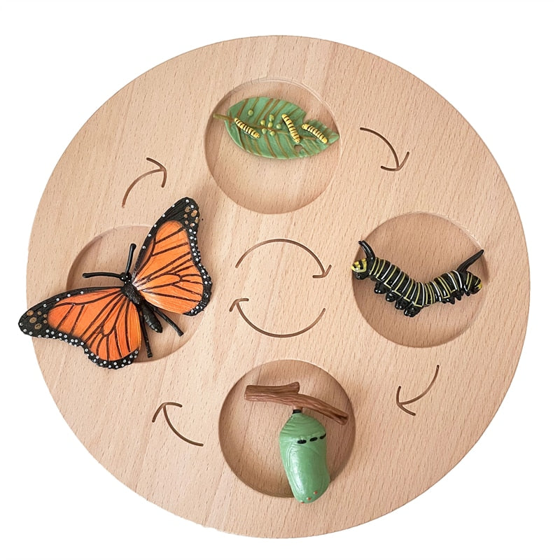 Life Cycle Board Set