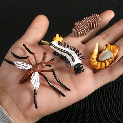 Life Cycle Educational Toys