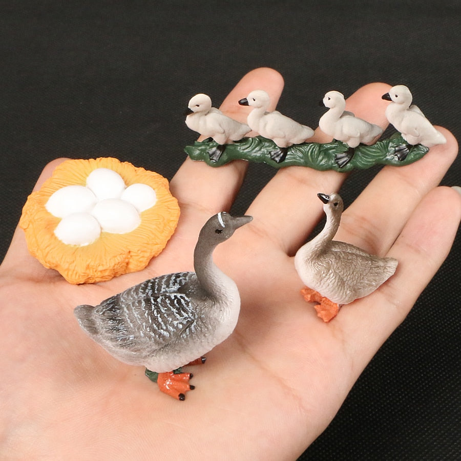 Life Cycle Educational Toys