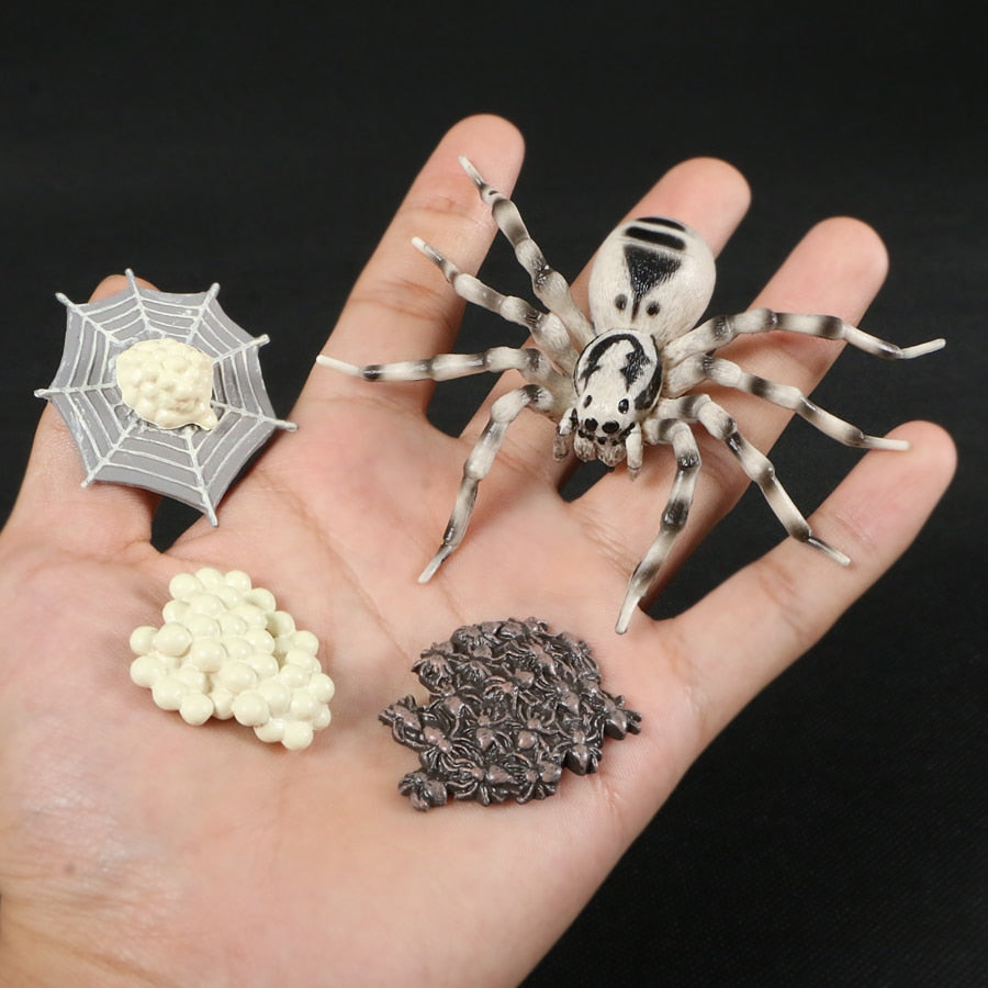 Life Cycle Educational Toys