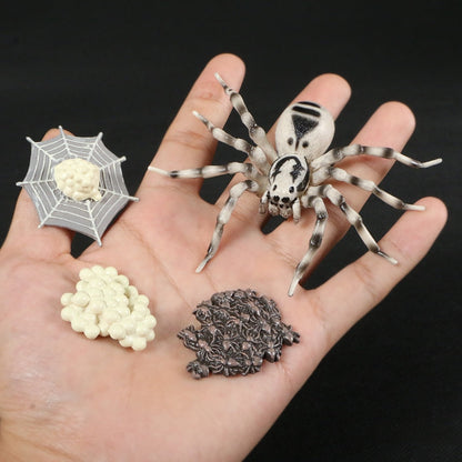Life Cycle Educational Toys