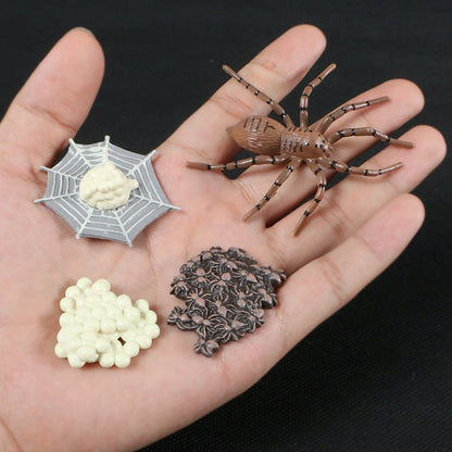 Life Cycle Educational Toys
