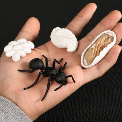 Life Cycle Educational Toys