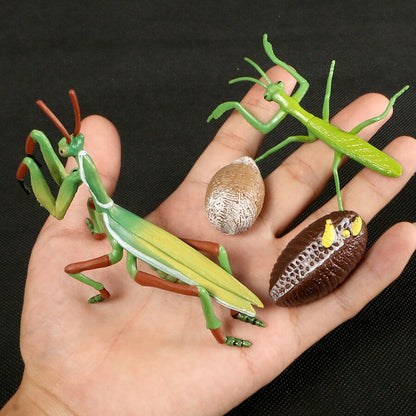 Life Cycle Educational Toys