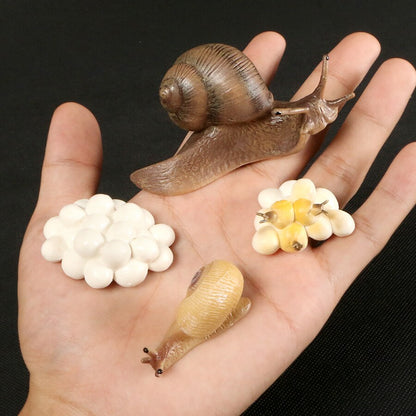 Life Cycle Educational Toys