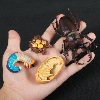 Life Cycle Educational Toys
