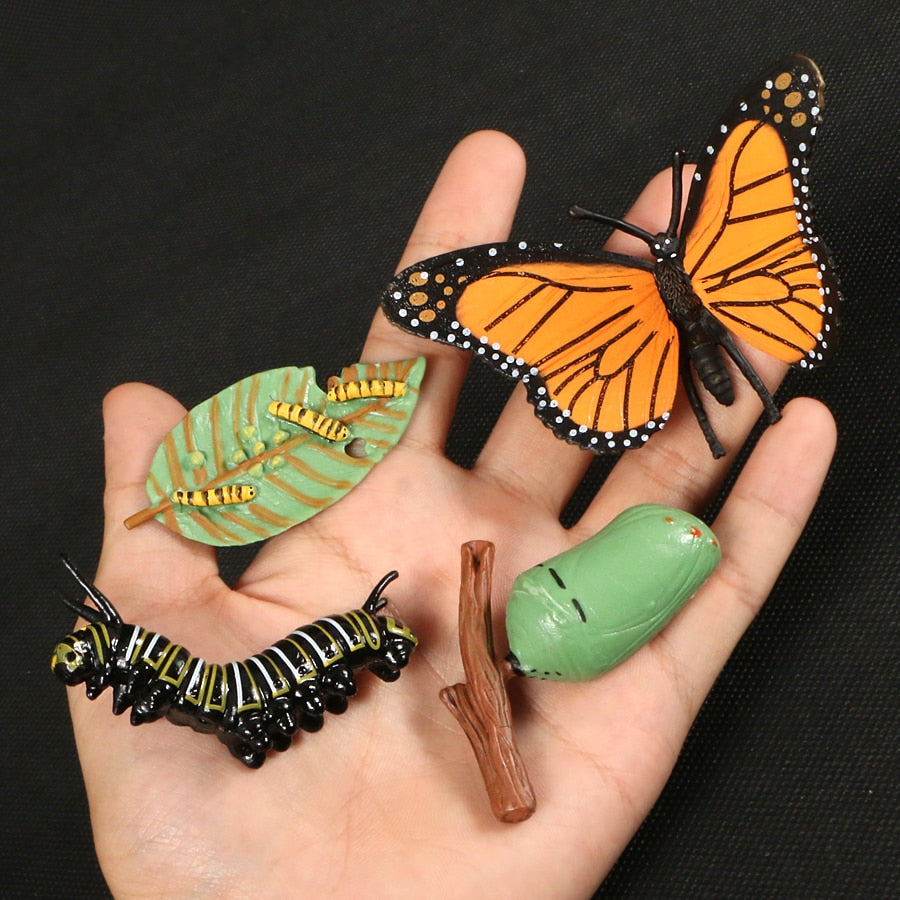 Life Cycle Educational Toys