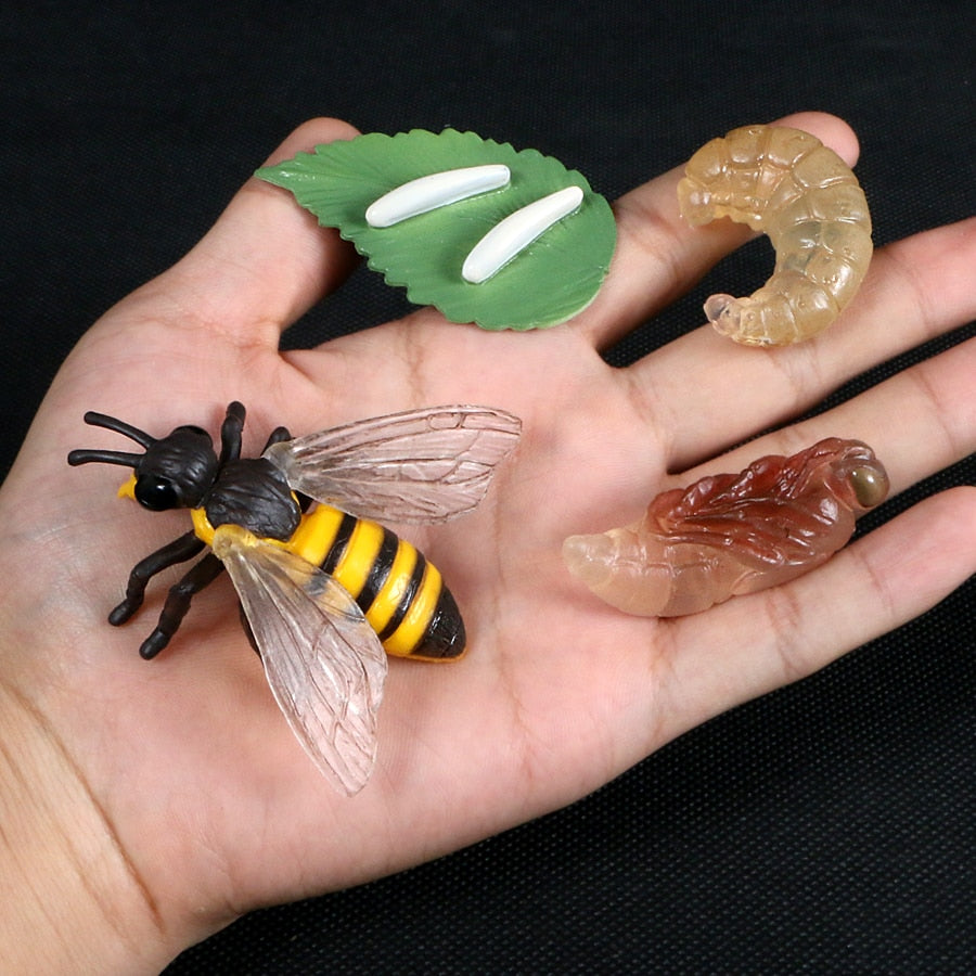 Life Cycle Educational Toys