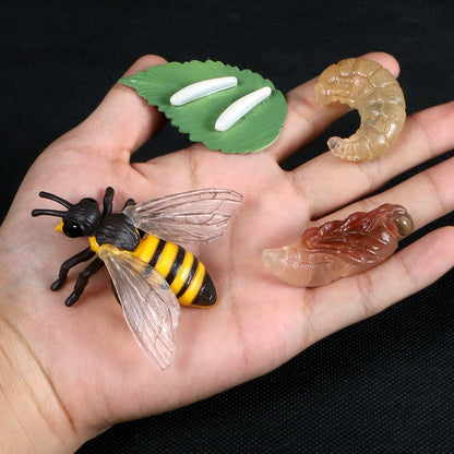 Life Cycle Educational Toys