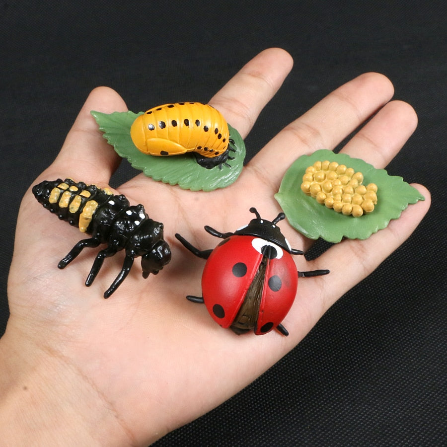Life Cycle Educational Toys