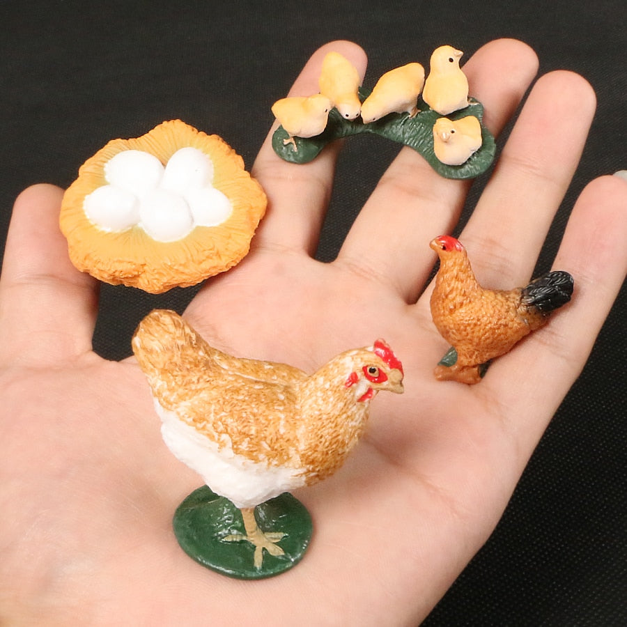 Life Cycle Educational Toys