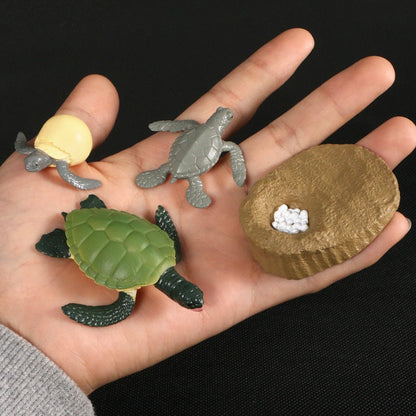 Life Cycle Educational Toys