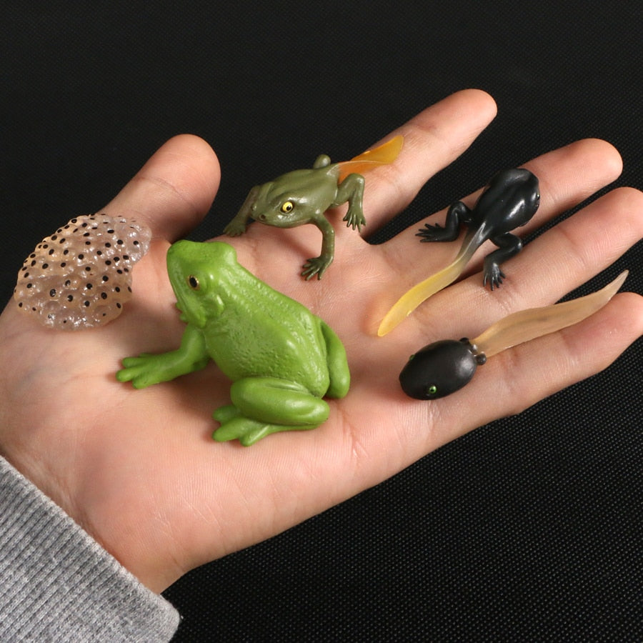 Life Cycle Educational Toys