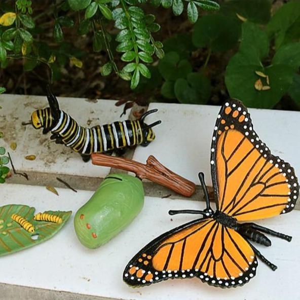 Life Cycle Educational Toys