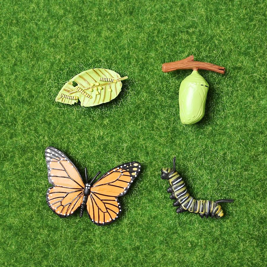 Life Cycle Educational Toys