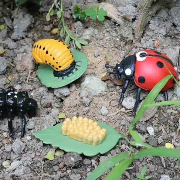 Life Cycle Educational Toys