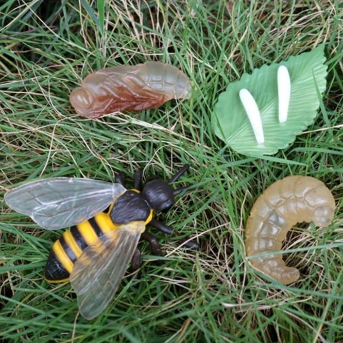 Life Cycle Educational Toys