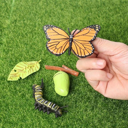 Life Cycle Educational Toys
