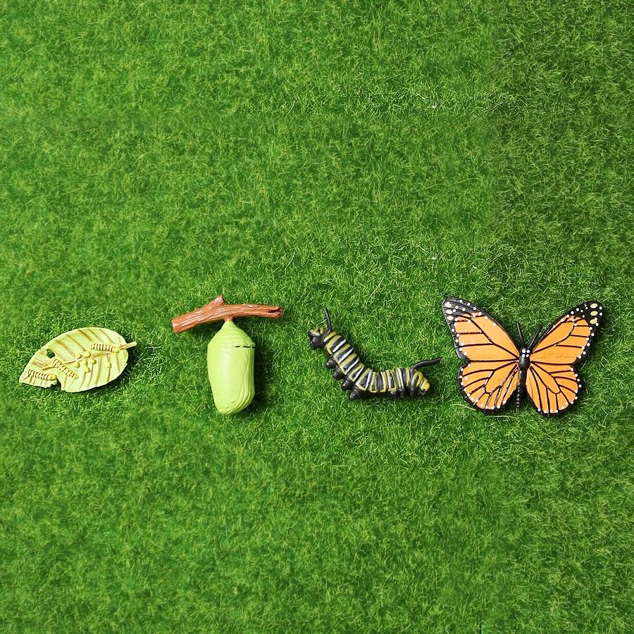 Life Cycle Educational Toys