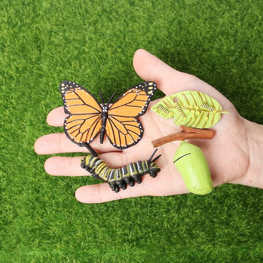 Life Cycle Educational Toys
