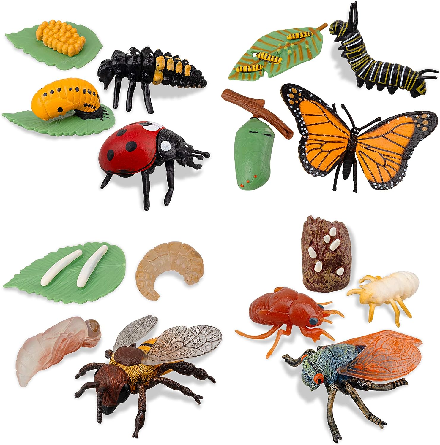 Life Cycle Educational Toys