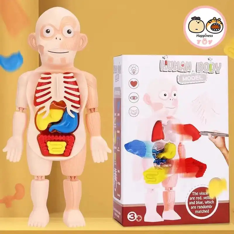 The human body's internal organs are structurally quirky and can vibrate-WEIQUEEN