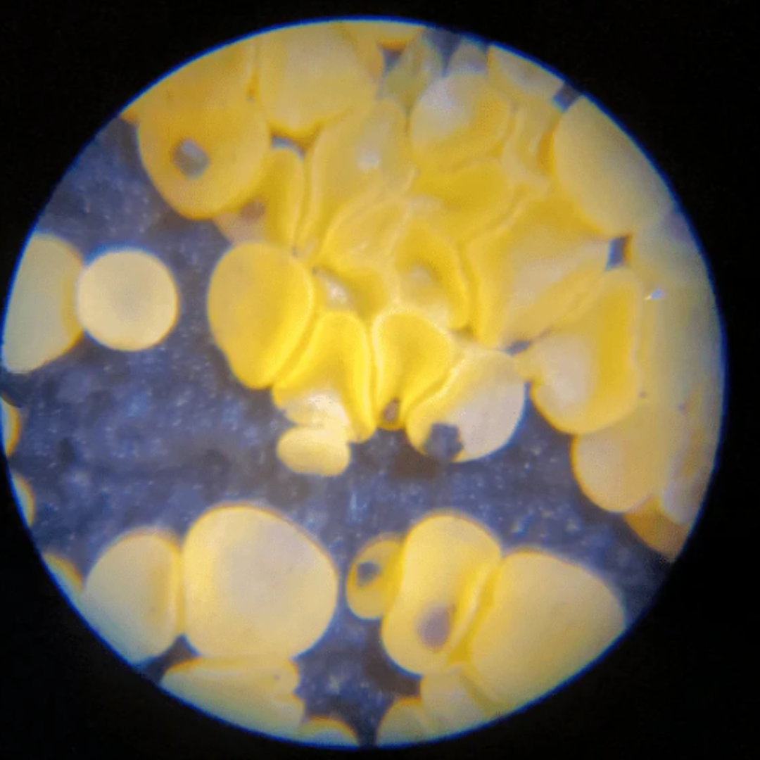 Mini Microscope