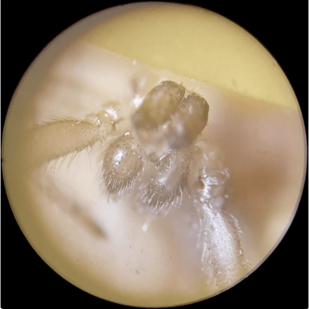 Mini Microscope