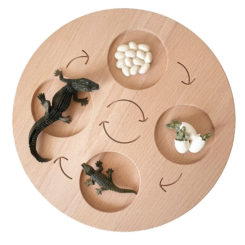 Life Cycle Board Set