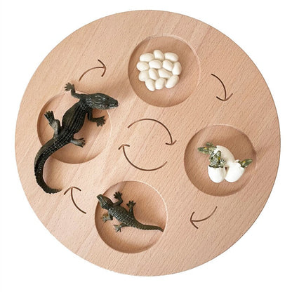 Life Cycle Board Set