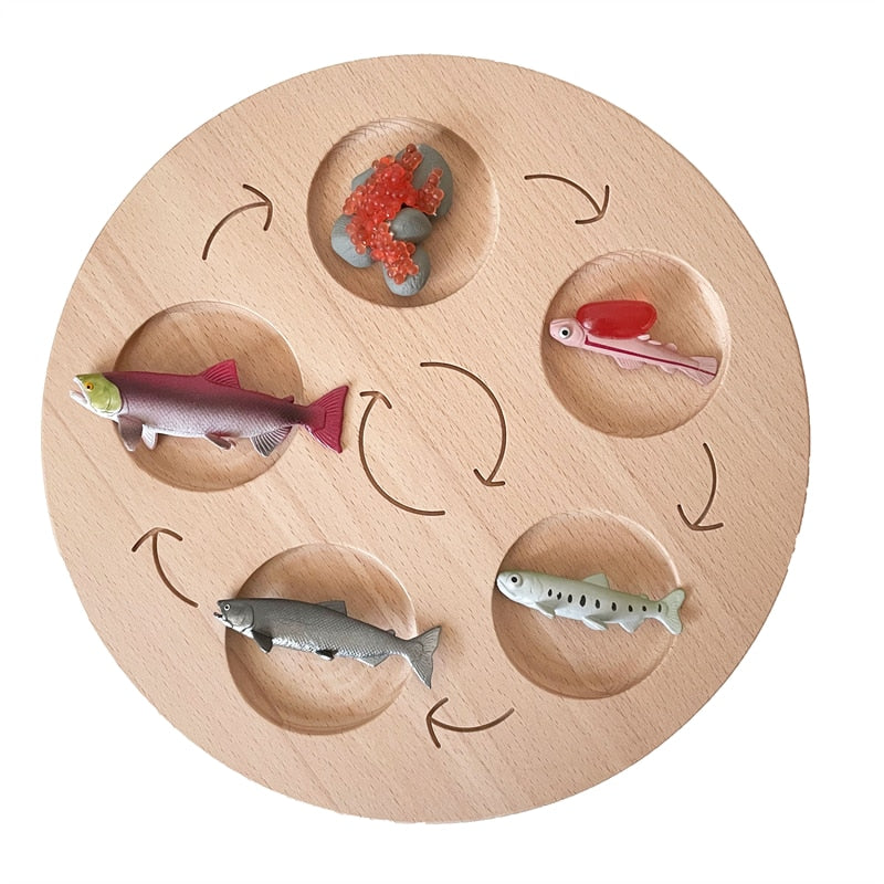 Life Cycle Board Set