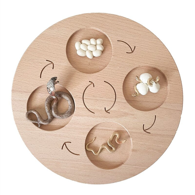 Life Cycle Board Set