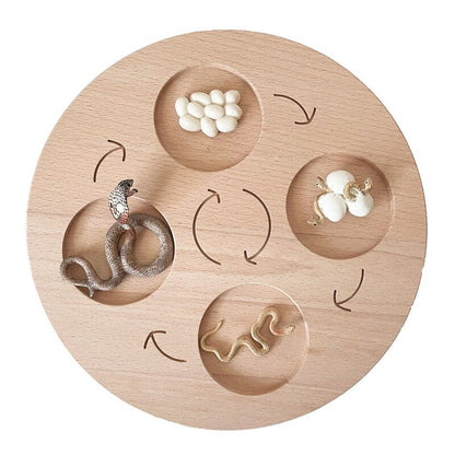Life Cycle Board Set