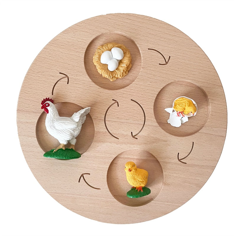 Life Cycle Board Set