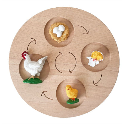 Life Cycle Board Set