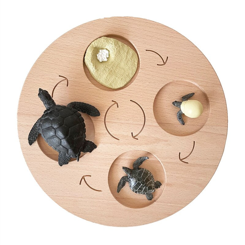 Life Cycle Board Set