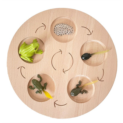 Life Cycle Board Set