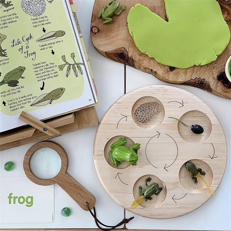 Life Cycle Board Set
