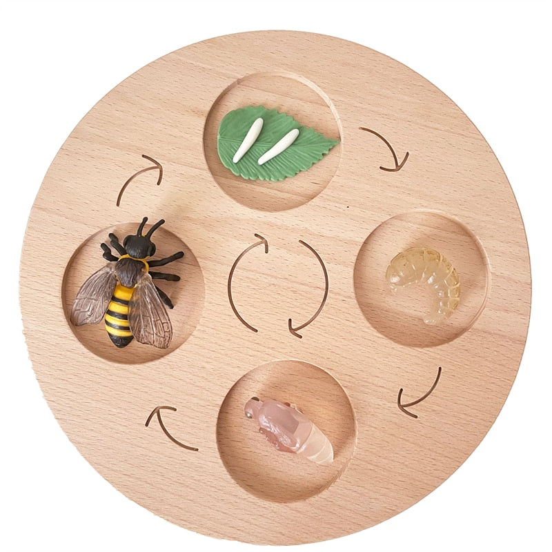 Life Cycle Board Set