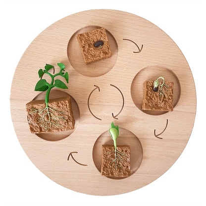 Life Cycle Board Set