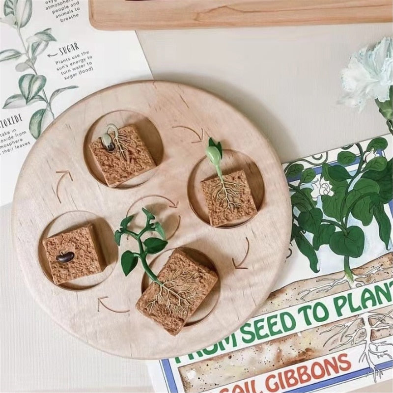 Life Cycle Board Set