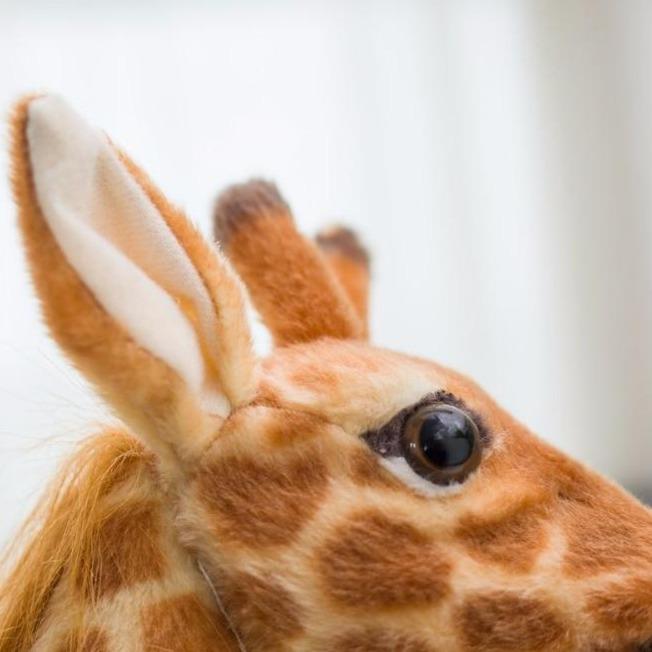 Gili the Giant Giraffe Toy